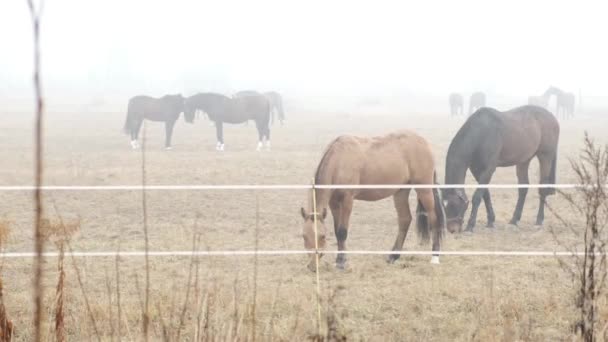 馬は茶色で 馬はフィールド内を歩いており 馬はバックグラウンドで他の馬と遊んでいる 重い霧 — ストック動画