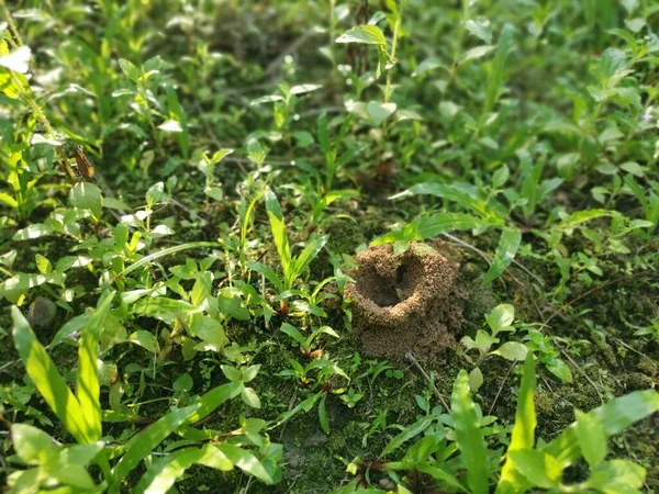 草甸上形式化的蚁窝 — 图库照片