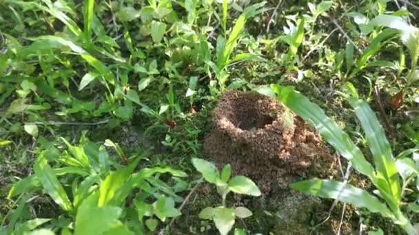 Formicary Anthill Nest Meadow — Stock Video