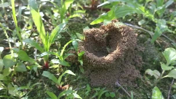 草地にアリの巣ができました — ストック動画