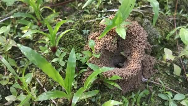 Çayırdaki Karınca Yuvası — Stok video