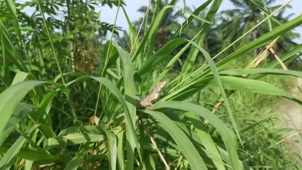 Oriental Garden Lizard Resting Blade Grass — Stock Video