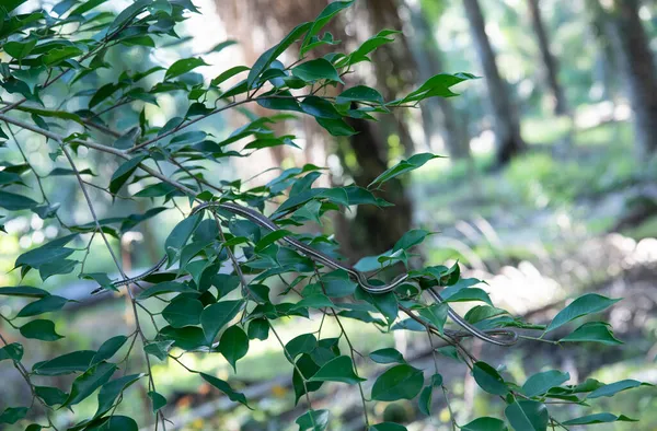 Ασιατικό Φίδι Κήπου Σκαρφαλωμένο Στο Κλαδί Του Δέντρου — Φωτογραφία Αρχείου