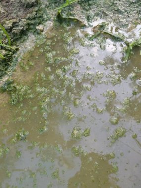 Su birikintisi yüzeyinde yüzen alg atığı.