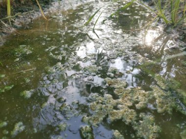 Su birikintisi yüzeyinde yüzen alg atığı.