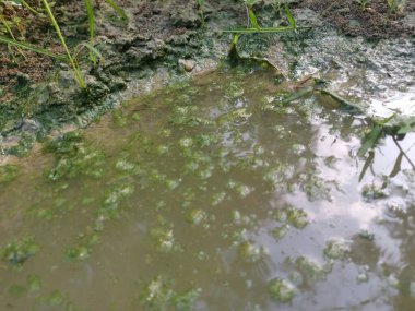 Su birikintisi yüzeyinde yüzen alg atığı.