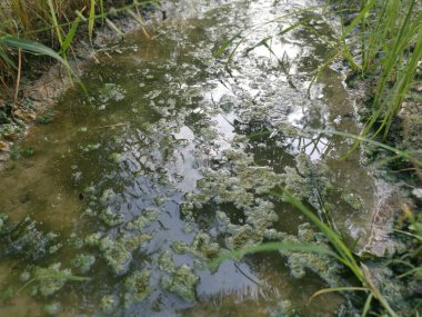 Su birikintisi yüzeyinde yüzen alg atığı.