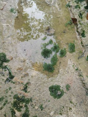 Su birikintisi yüzeyinde yüzen alg atığı.