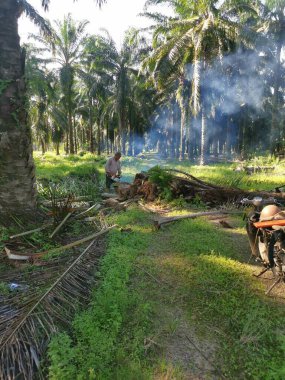 Perak, Malezya. Ekim 04.2021: Elektrikli testeresini kullanan Çinli adamın Kg Koh Palm Oil Plantation, Sitiawan 'daki sökülmüş palmiye ağacını temizleme sahnesi.