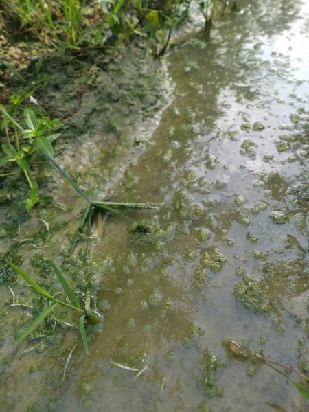 Осадки Водорослей Плавающие Поверхности Лужи — стоковое фото