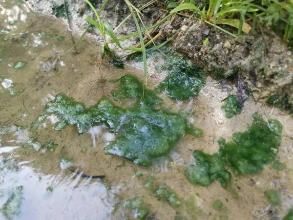 Осадки Водорослей Плавающие Поверхности Лужи — стоковое фото