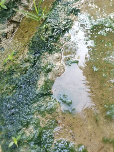Boues Algues Flottant Sur Surface Flaque — Photo