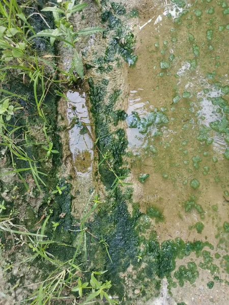 Boues Algues Flottant Sur Surface Flaque — Photo