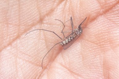 Armigeres subalbatus sivrisineği avucunun içinde dinleniyor.