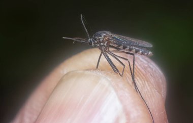 Armigeres subalbatus sivrisineği avucunun içinde dinleniyor.