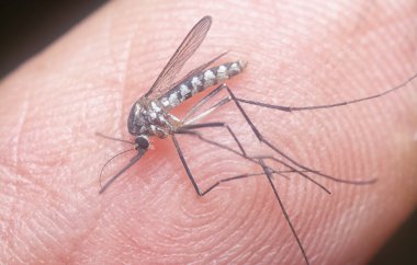 Armigeres subalbatus sivrisineği avucunun içinde dinleniyor.