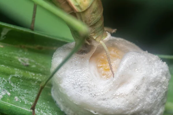 Female Praying Mantis Baking Egg Sacs Blade Grass — Stock Photo, Image