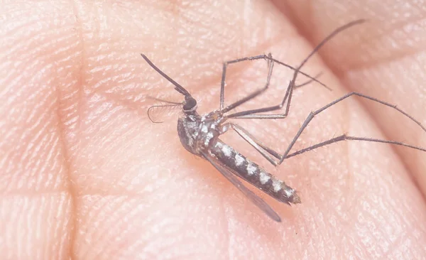 Armigeres Subalbatus Mosquito Descansando Palma Mano — Foto de Stock