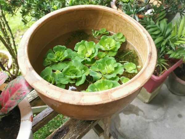 Vodní Hlávkový Salát Rostlina Plovoucí Keramické Hrnci — Stock fotografie