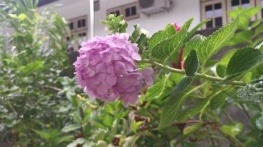 Yağmur damlaları pembe ortancaların üzerine düşüyor.