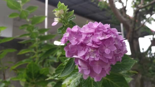 ピンクアジサイの花の植物に落ちる雨滴 — ストック動画