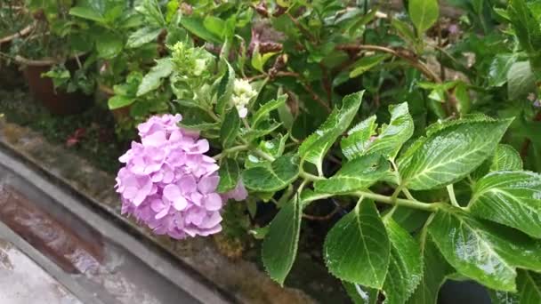 ピンクアジサイの花の植物に落ちる雨滴 — ストック動画