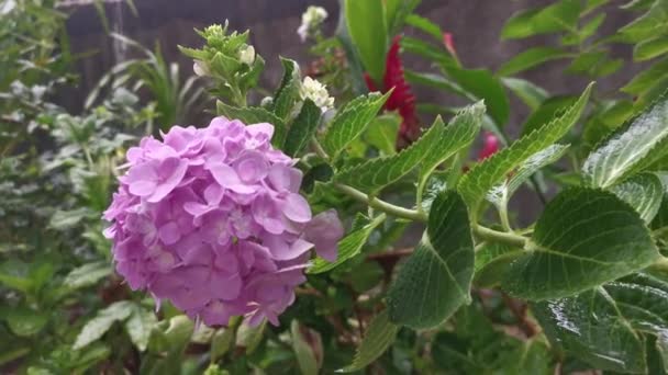 ピンクアジサイの花の植物に落ちる雨滴 — ストック動画