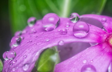 Menekşe yapraklarının üzerinde çok küçük yağmur damlacıkları 