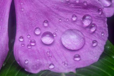 Menekşe yapraklarının üzerinde çok küçük yağmur damlacıkları 