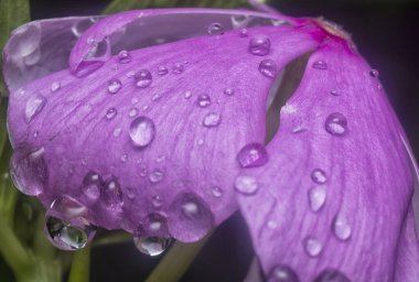 Menekşe yapraklarının üzerinde çok küçük yağmur damlacıkları 