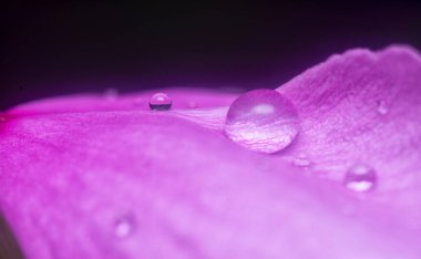 Menekşe yapraklarının üzerinde çok küçük yağmur damlacıkları 