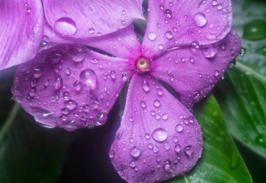 Menekşe yapraklarının üzerinde çok küçük yağmur damlacıkları 