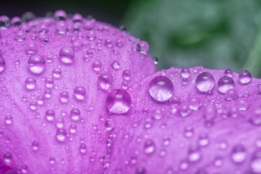 Menekşe yapraklarının üzerinde çok küçük yağmur damlacıkları 