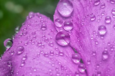 Menekşe yapraklarının üzerinde çok küçük yağmur damlacıkları 