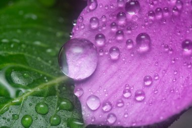 Menekşe yapraklarının üzerinde çok küçük yağmur damlacıkları 