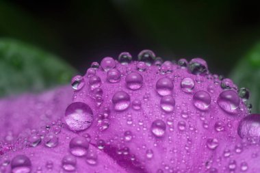 Menekşe yapraklarının üzerinde çok küçük yağmur damlacıkları 