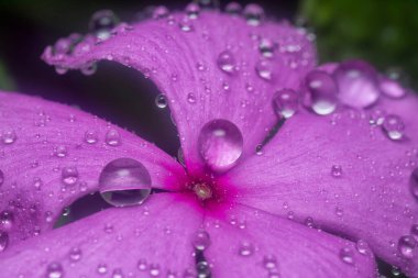 Menekşe yapraklarının üzerinde çok küçük yağmur damlacıkları 