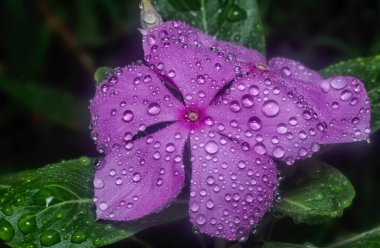 Menekşe yapraklarının üzerinde çok küçük yağmur damlacıkları 