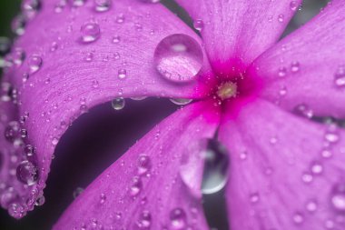 Menekşe yapraklarının üzerinde çok küçük yağmur damlacıkları 