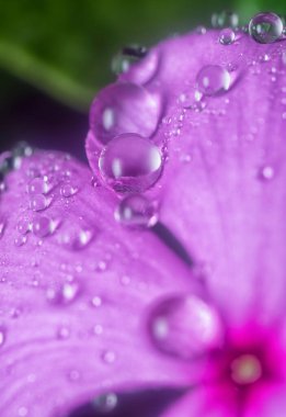 Menekşe yapraklarının üzerinde çok küçük yağmur damlacıkları 