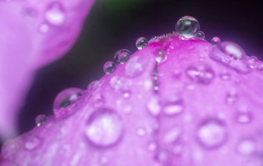 Menekşe yapraklarının üzerinde çok küçük yağmur damlacıkları 