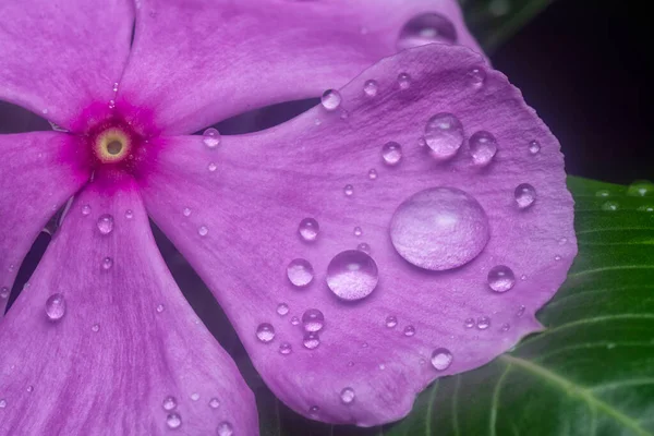 Muitos Minúsculos Gotas Chuva Nas Pétalas Periwinkle — Fotografia de Stock