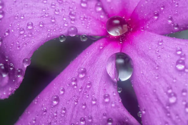 Viele Winzige Regentropfen Auf Den Immergrünen Blütenblättern — Stockfoto