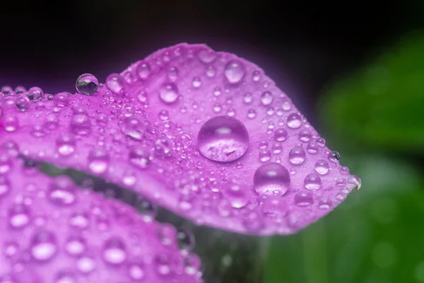 Muitos Minúsculos Gotas Chuva Nas Pétalas Periwinkle — Fotografia de Stock