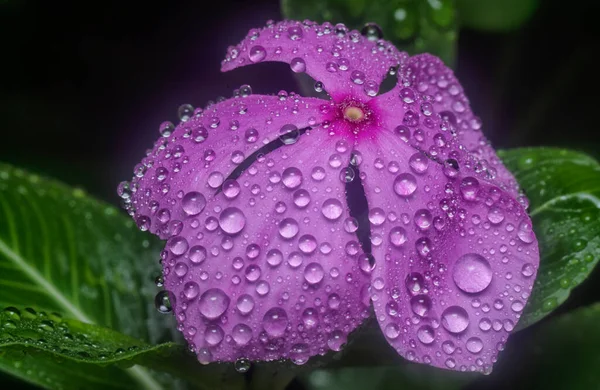 Viele Winzige Regentropfen Auf Den Immergrünen Blütenblättern — Stockfoto