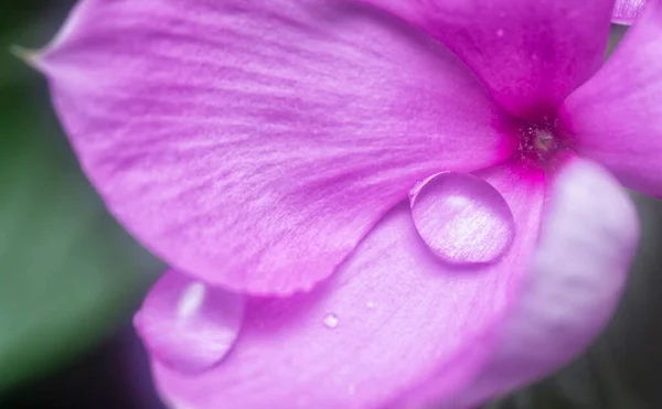 Muitos Minúsculos Gotas Chuva Nas Pétalas Periwinkle — Fotografia de Stock