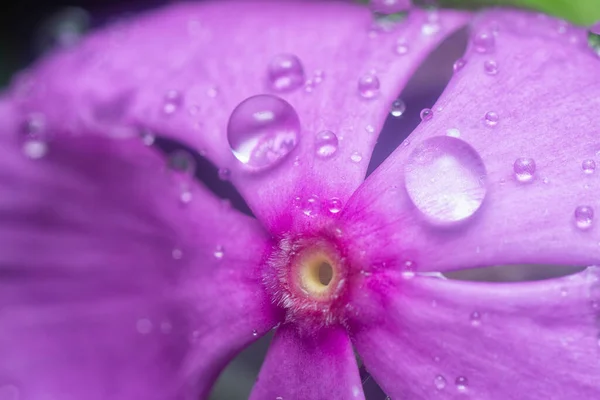 Many Tiny Rain Droplets Periwinkle Petals Stock Picture