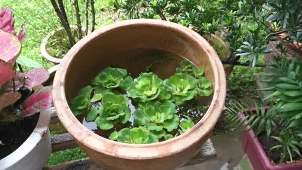 Planta Lechuga Agua Acuática Flotando Maceta Cerámica — Vídeos de Stock