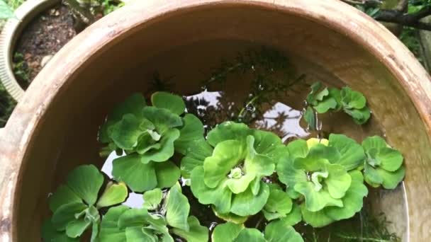 セラミックポットに浮かぶ水生のレタスの植物 — ストック動画