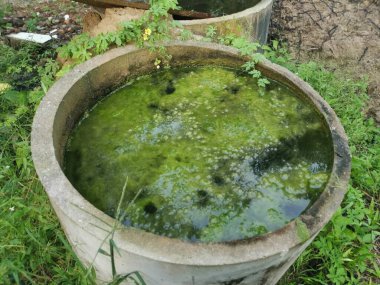 Beton kuyu yüzeyinde yüzen alg atığı.
